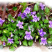Violettes des bois ***  Wood violets