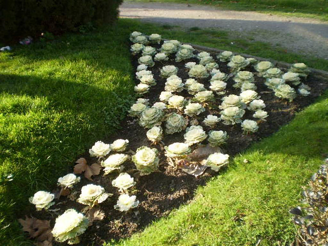Cabbages flowerbed.