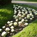 Cabbages flowerbed.