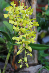 Les orchidées du jardin