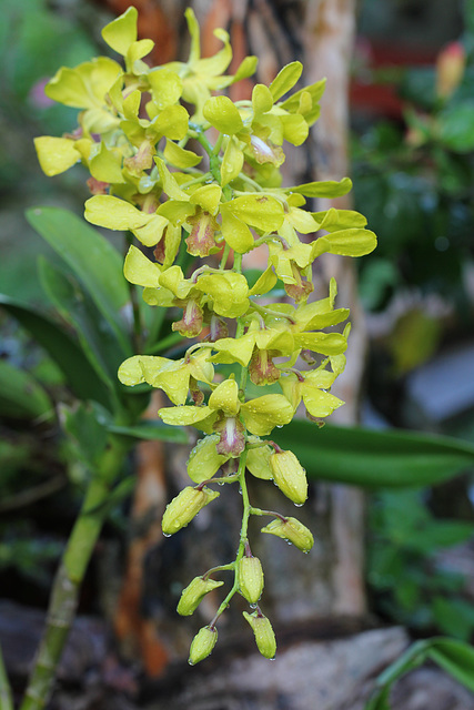 Les orchidées du jardin