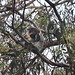 Otway koalas