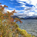 Autumn Berries by Ennerdale Water, Lake District