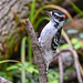woodpecker downy st bruno sept 2022 DSC 8407 edited edited