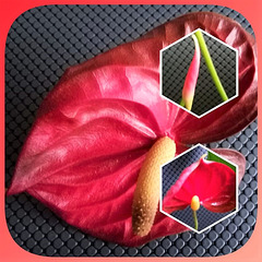 Red Anthurium: old, young, sprout