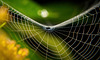Verschiedene Blickwinkel in ein Spinnennetz :))  Different angles into a spider web :))  Différents angles dans une toile d'araignée :))