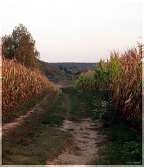 Zwischen Maisfeldern