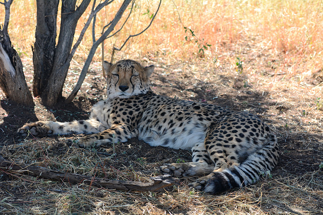 Namibia, Cheetah in the Okonjima Nature Reserve
