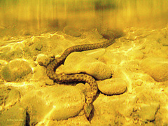 Snake in the water