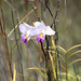 Arundina graminifolia orchidée sauvage du Kilauea