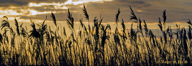 Rushes in evening breeze