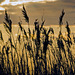 Rushes in evening breeze