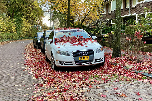 2007 Audi A4 and red leaves