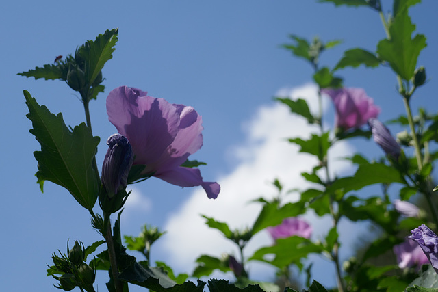 fiori e nuvole