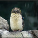Pinguinkücken