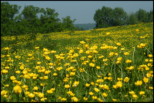 yellow buttercup meadow