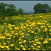 yellow buttercup meadow