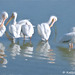 White Pelicans - Topaz Painting Watercolor I