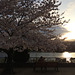 Twilight Cherry blossoms