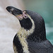 Humboldt Penguin (1) - 16 October 2015