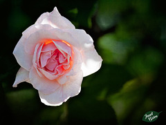 96/366: Textured Rose