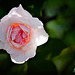 96/366: Textured Rose