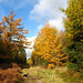 Autumn Colours in Wykeham Forest