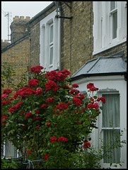 English red roses