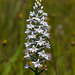 Gymnadeniopsis nivea (Snowy orchid)