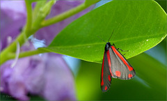 Cinnabar moth ~ St. Jacobs vlinder (Tyria Jacobaeae)...