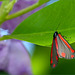 Cinnabar moth ~ St. Jacobs vlinder (Tyria Jacobaeae)...