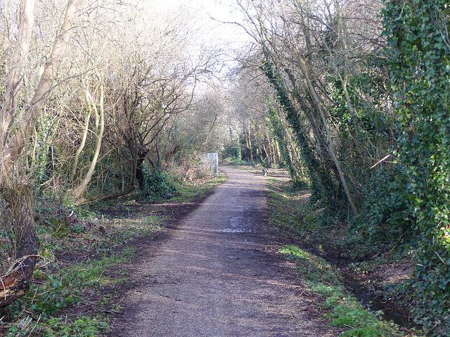 Hayling Billy Trail (6) - 30 January 2015