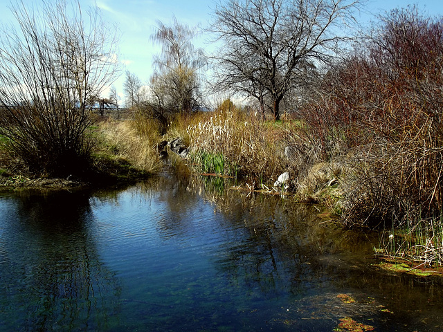 Pond at Hagelstein Park