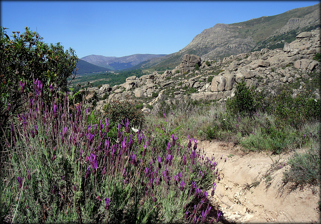Spanish lavender, Sierra de La Cabrera