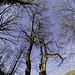 Trees - Cutmill Puttenham Common