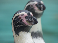 Humboldt Penguin (2) - 16 October 2015