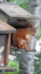 Red Squirrel 9