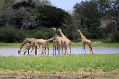 Tanzania - Selous Game Reserve - Il simbolo della Tanzania