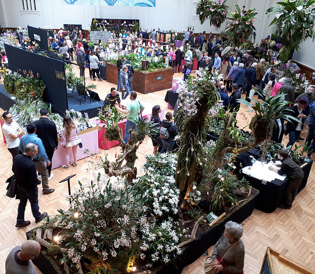 The Orchid Show in Lindley Hall