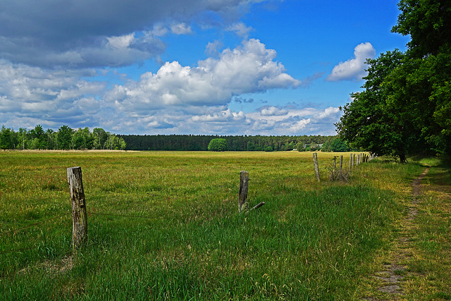 Blicks in den Teufelsbruch im Müritz Nationalpark - View into the Teufelsbruch in the Müritz National Park - HFF