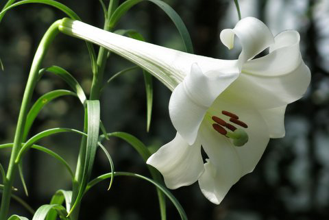 Lilium sargentiae, Liliacées