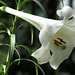 Lilium sargentiae, Liliacées