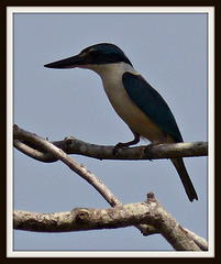 Male Blue Kingfisher