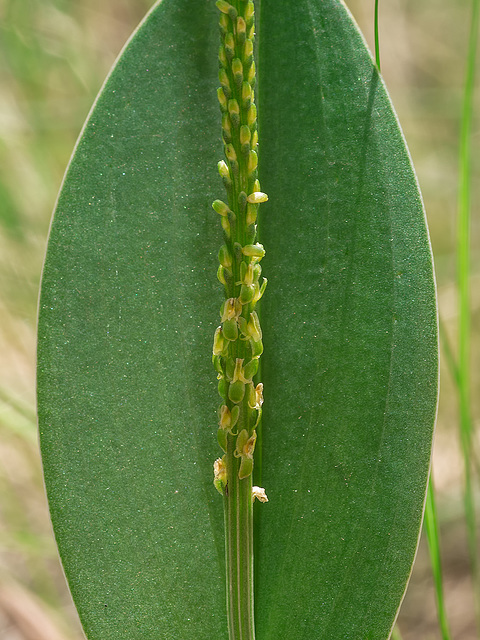 Malaxis soulei (Chiricahua Adder's-mouth orchid)
