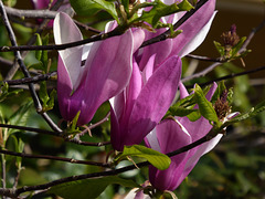 magnolia liliflora