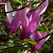 magnolia liliflora