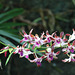 Des orchidées du jardin