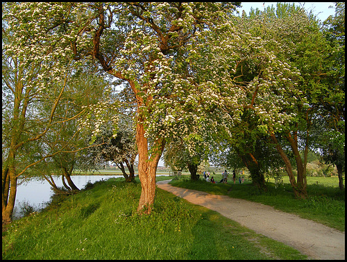 May on the Thames Path