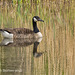 Canada Goose on Golden Pond