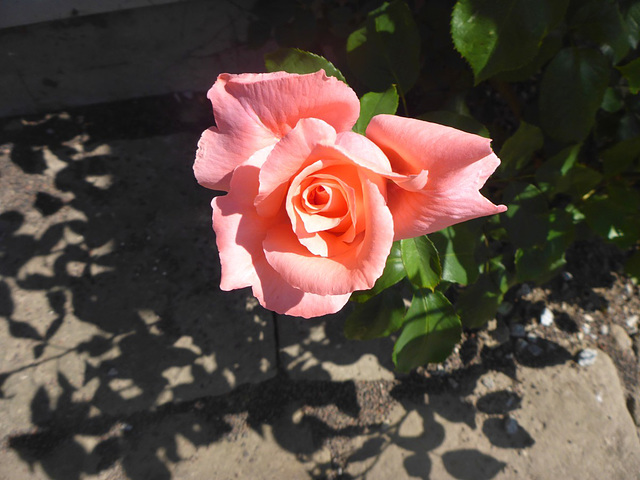 Lichtblick mit Rose - lumeto kun rozo